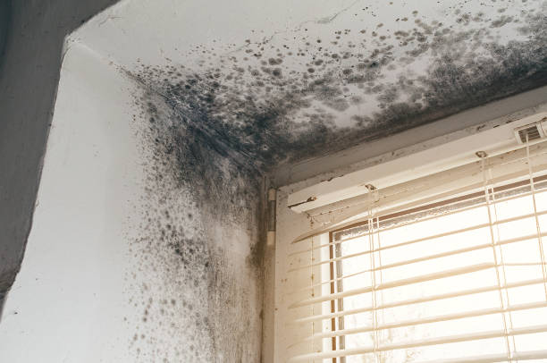 Affordable Mold Inspection And Testing solutions in Sharon, PA